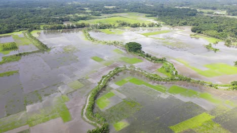 flooded paddy field in bangladesh