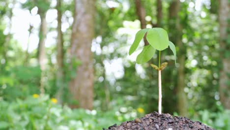 small tree growing it has been planted and watered well.