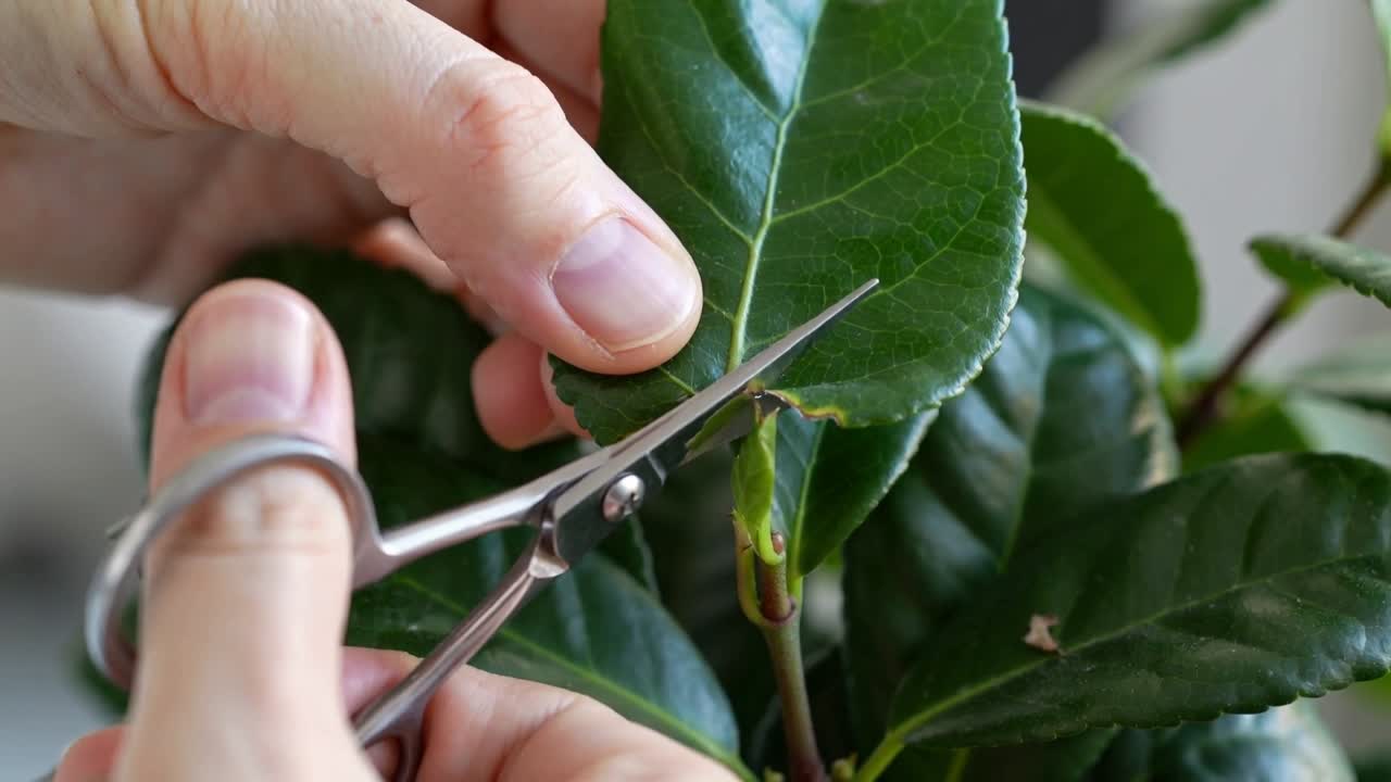Identificando a borda, mãos aparando folha em planta de vaso em casa usando tesoura de aço, preservando o broto.
