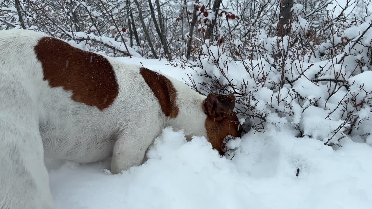 Playful dog explores a snowy winter landscape