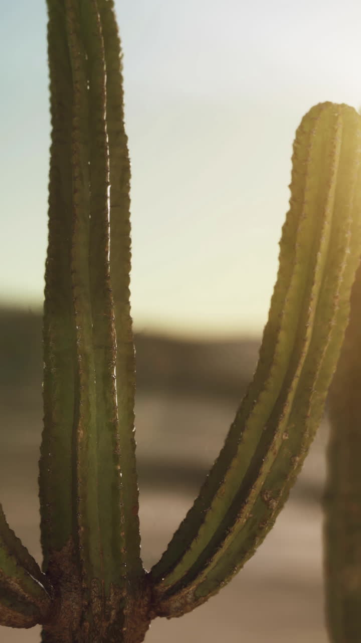 cactus saguaro en el desierto de sonora en arizona