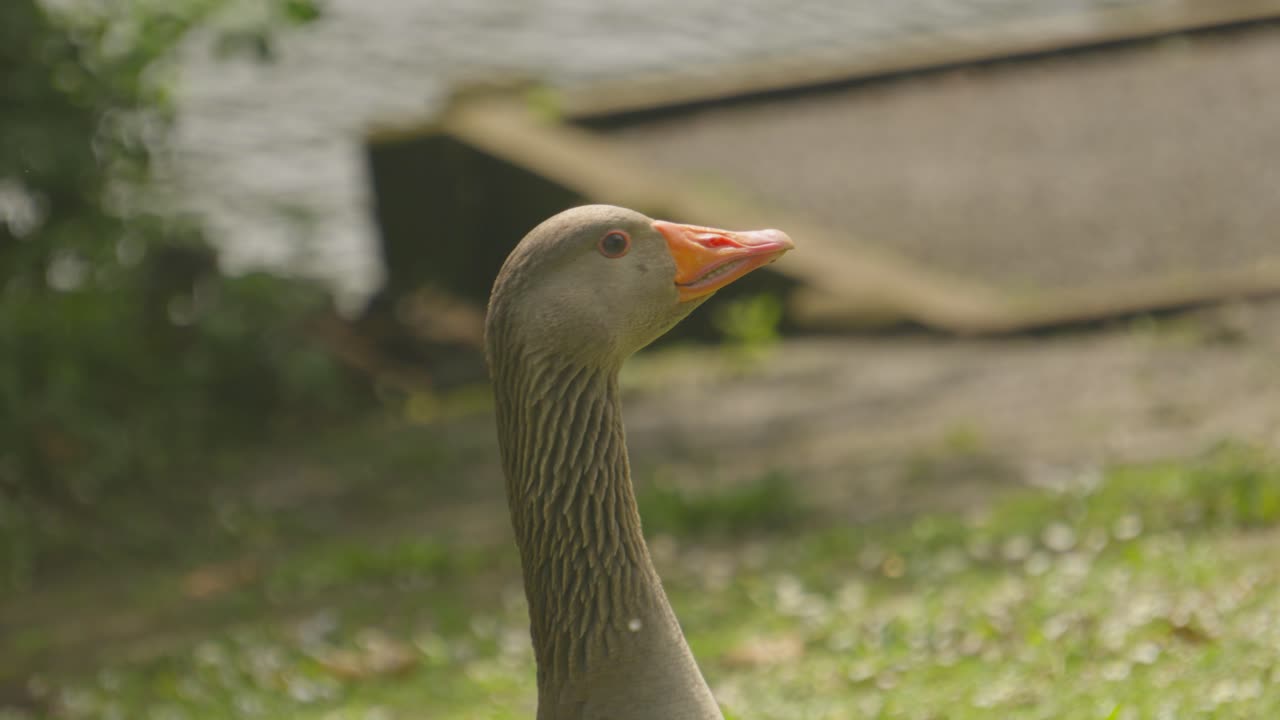 Greylag Goose Looking Up near Jetty on Lake During Summer. Migrating Flying Bird Film in Wales, UK. Close Up Wildlife Slow Motion Animal Footage.