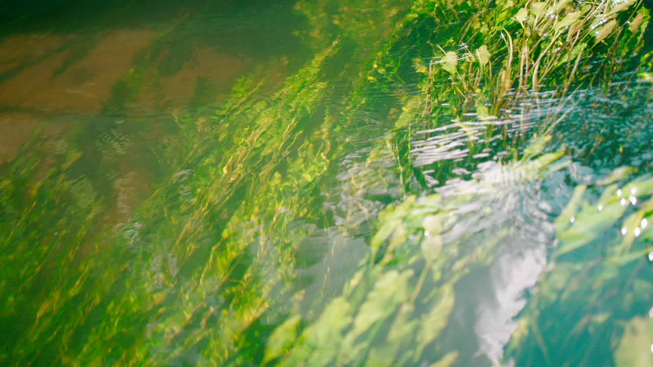 естественные растения, трава и водоросли, движущиеся под чистым потоком свежей речной воды