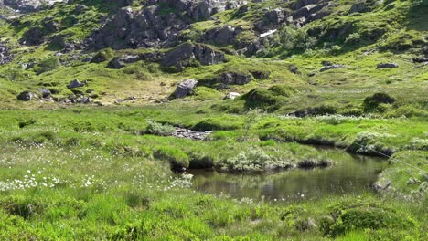 ein mann, der in einem üppiggrünen norwegischen tal spazieren geht, fischt in einem kleinen fluss nach forellen.