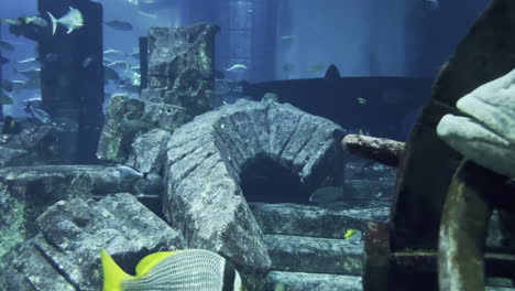 pez viejo gigante enfriándose en un acuario