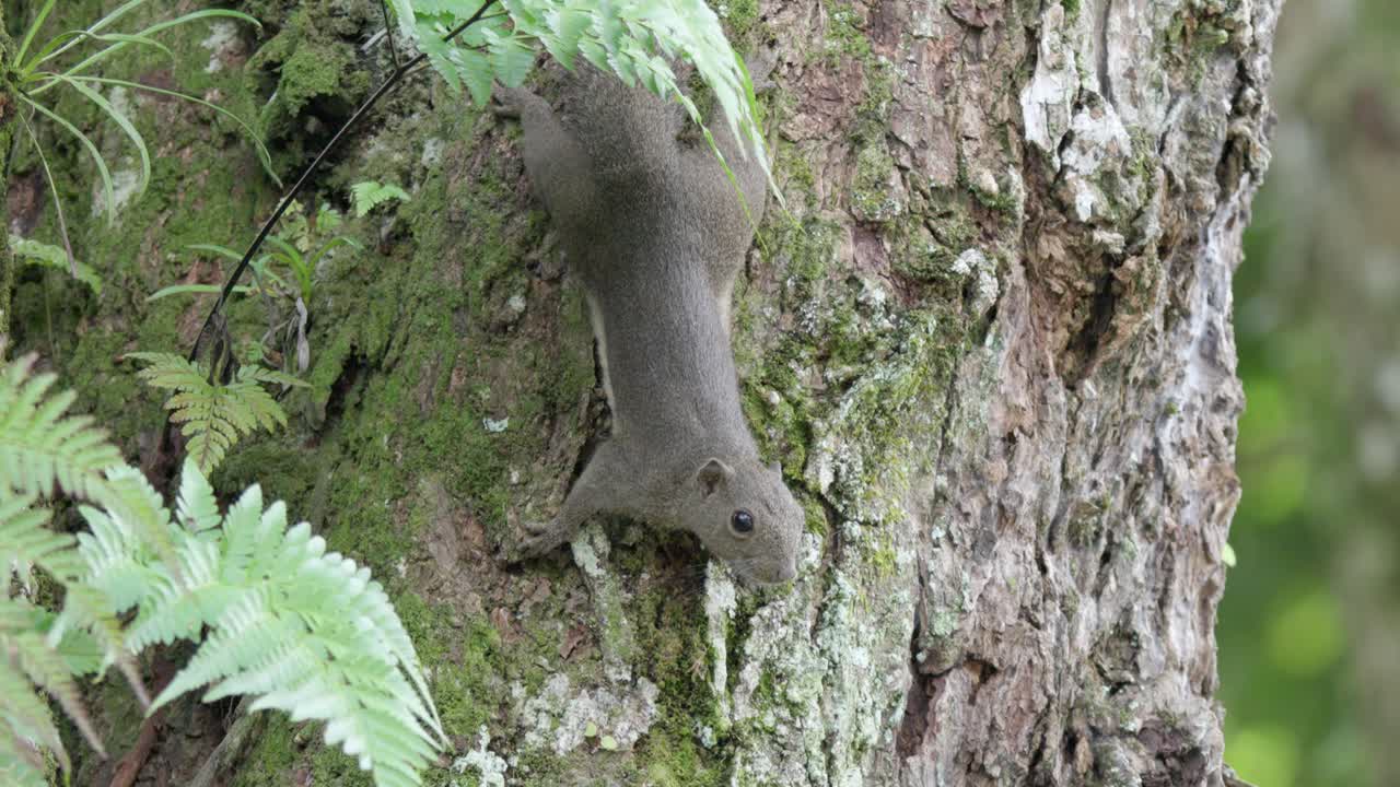 Plantain Squirrel Clinging Upside Down On The Mossy Trunk Of Tree In The Forest. - closeup shot