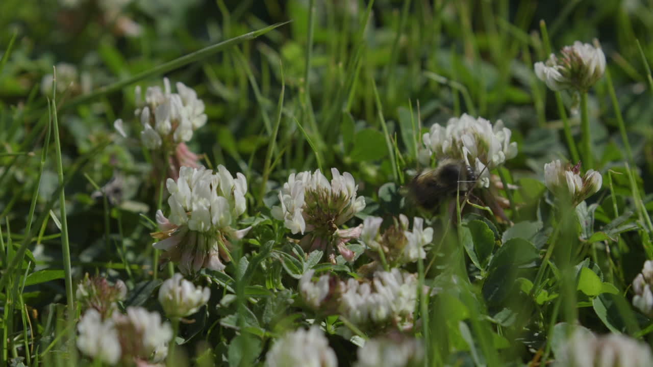 abeja zumbando alrededor de flores de trébol blanco