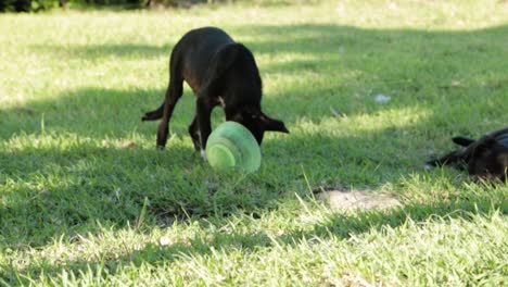 oldest male puppy takes the empty bowl from its littermates at the park - medium shot
