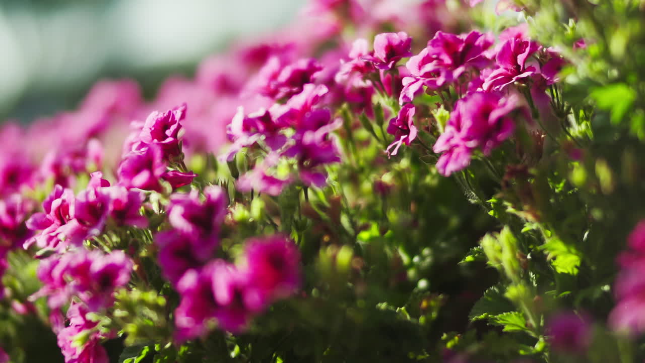 Kameraet drejer rundt om de lyserøde blomster