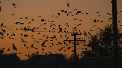silhouetted flock of birds at sunset