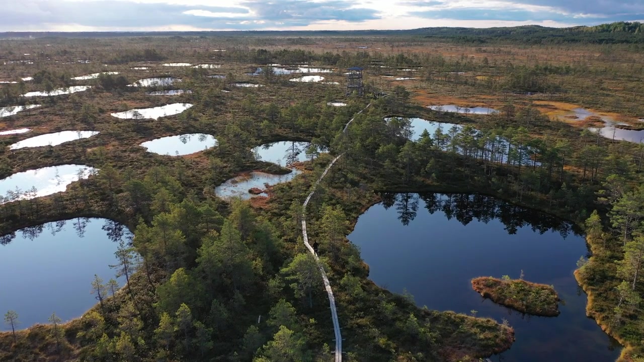 Luftfoto av en mann som løper på en tresti gjennom en vidstrakt myr i Estland. Scenen viser gyldne høstfarger, krokete furutrær og reflekterende torvdammer under en skyet solnedgangshimmel.