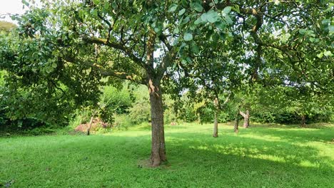 a serene apple tree in lush surroundings