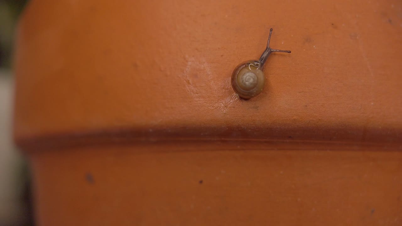 The snail crawled on the surface of the potted plant made of pottery