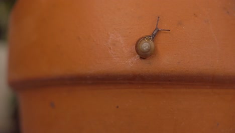 the snail crawled on the surface of the potted plant made of pottery