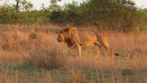 Una-Foto-De-Seguimiento-De-Un-León-Macho-Caminando-Por-La-Sabana-Seca-A-La-Luz-Dorada