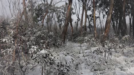 Slow-motion-shot-panning-through-an-Australian-alpine-forest-with-snow-in-the-gum-trees