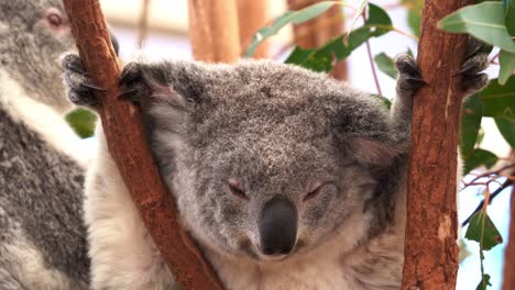 adorable koala soñoliento, phascolarctos cinereus, durmiendo en la bifurcación del árbol de eucalipto, toma de cerca