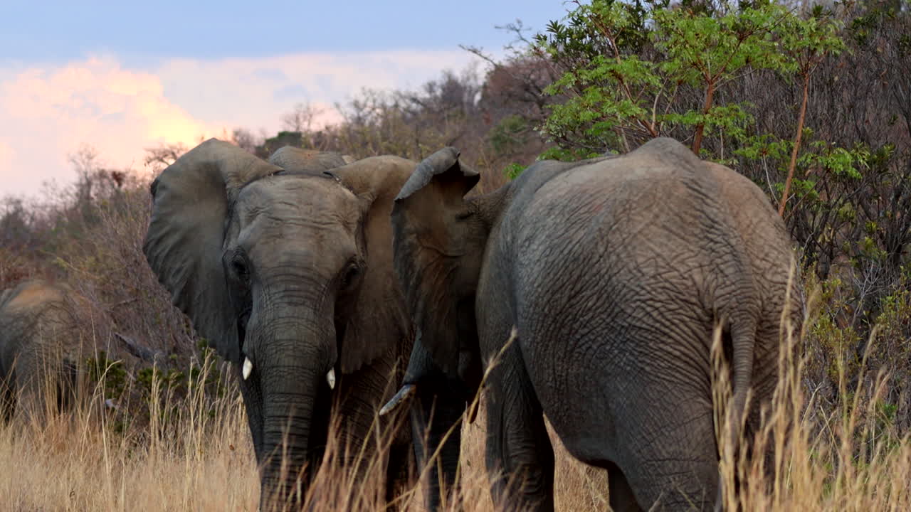 Two young elephant bulls greeting each other in bushveld. Closeup tracking shot