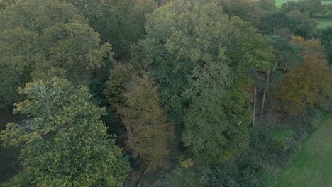 Retrocediendo-Lentamente-Mientras-Toma-Una-Fotografía-Aérea-Con-Un-Dron-De-Algunas-áreas-Boscosas-En-Las-Afueras-De-Thetford,-Ubicada-En-El-Condado-De-Norfolk-En-Gran-Bretaña