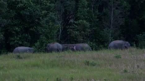 Reuniéndose-Justo-Antes-Del-Anochecer-En-El-Borde-Del-Bosque-Mientras-Se-Alimenta,-Elefante-Indio-Elephas-Maximus-Indicus,-Tailandia