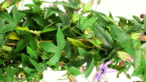 pasiflora 09