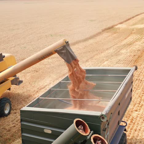 Ripe grain being downloaded into the tractor from a combine pipe. Dry farmland with working machines at backdrop
