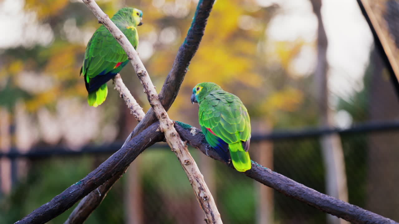 Close up of green Macaw birds on a branch with a blurred background