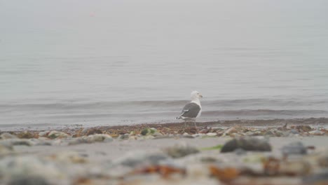 a seagull seen walking alone along the coastline of the island donna, nordland, norway