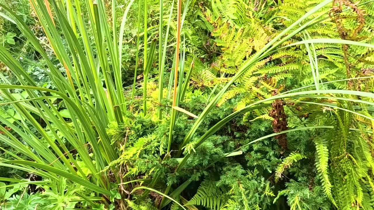 A close-up view of vibrant ferns and lush greenery, showcasing the intricate details of garden foliage.