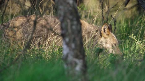 grey wolf moves stealthily through lush woodland searching for prey, tracking