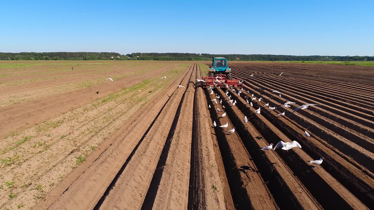 сельскохозяйственная работа на тракторе фермер сеет зерно. голодные птицы летают за трактором и едят зерно с пахотной земли.