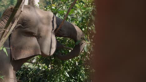 Slow-motion-shot-of-Elephant-pulling-tree-branch-in-Chiang-Mai-forest,-Closeup