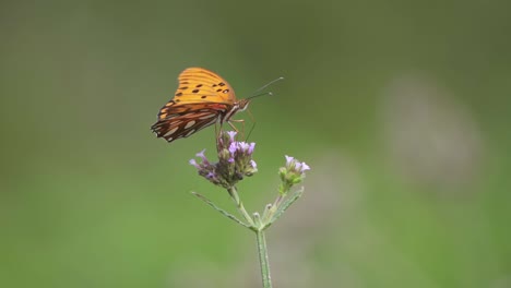 cámara lenta cerca de la mariposa de la pasión bebiendo de flores silvestres