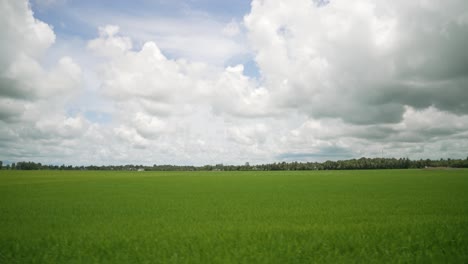 bright green huge rice paddy field crops in vietnams mekong delta on sunny day, agriculture opening pan shot