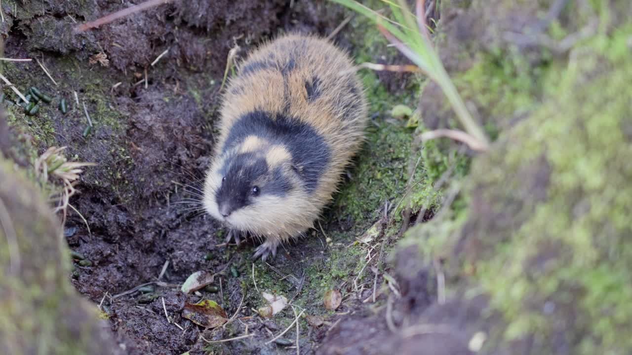 Close up of a lemming Lemmus lemmus trapped in a U shaped hole, breathing quickly and looking at the camera, handheld