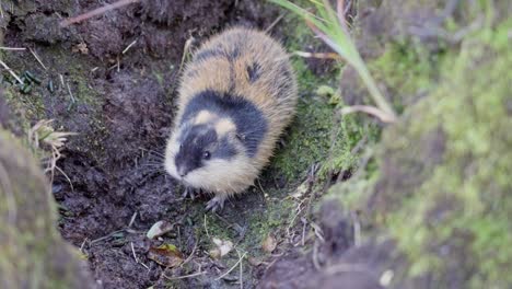 close up of a lemming lemmus lemmus trapped in a u shaped hole, breathing quickly and looking at the camera, handheld