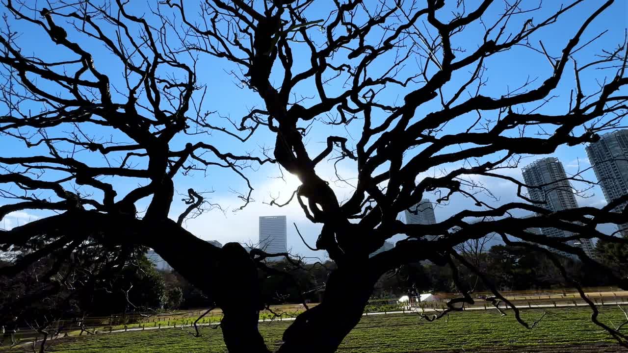 A serene tree silhouette in Hama Rikyu Gardens against a bright urban skyline