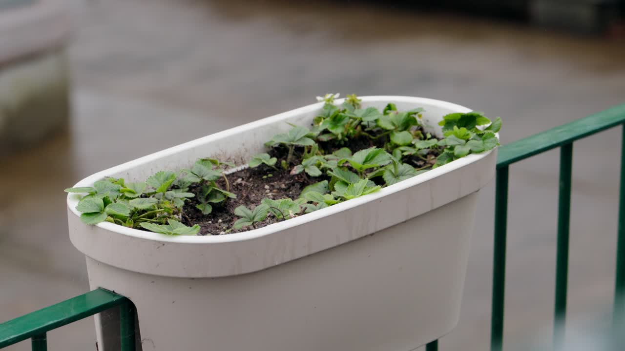 Potted strawberry plants in a white planter on a balcony with green railing