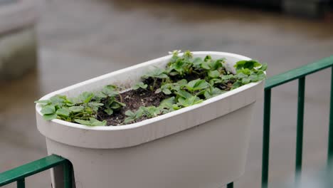 potted strawberry plants in a white planter on a balcony with green railing