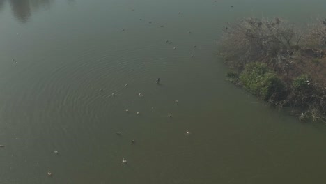 drone aerial footage of ducks and geese in the water near an island cold winters morning