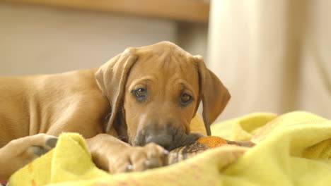 Lindo-Cachorro-Ridgeback-De-Rodesia-De-2-Meses-Masticando-Una-Golosina-Para-Perros