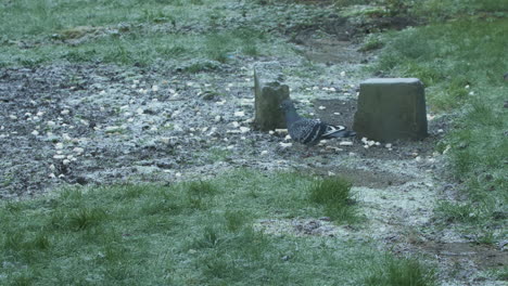 gaviota salvaje volando para asustar a la paloma comiendo migas de pan en el jardín en una tarde helada