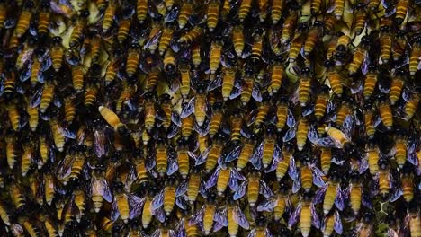 Se-Sabe-Que-Las-Abejas-Melíferas-Gigantes-Construyen-Grandes-Colonias-De-Nidos-Con-Bolsillos-Simétricos-Hechos-De-Cera-Para-Almacenar-Miel-Como-Fuente-De-Alimento.