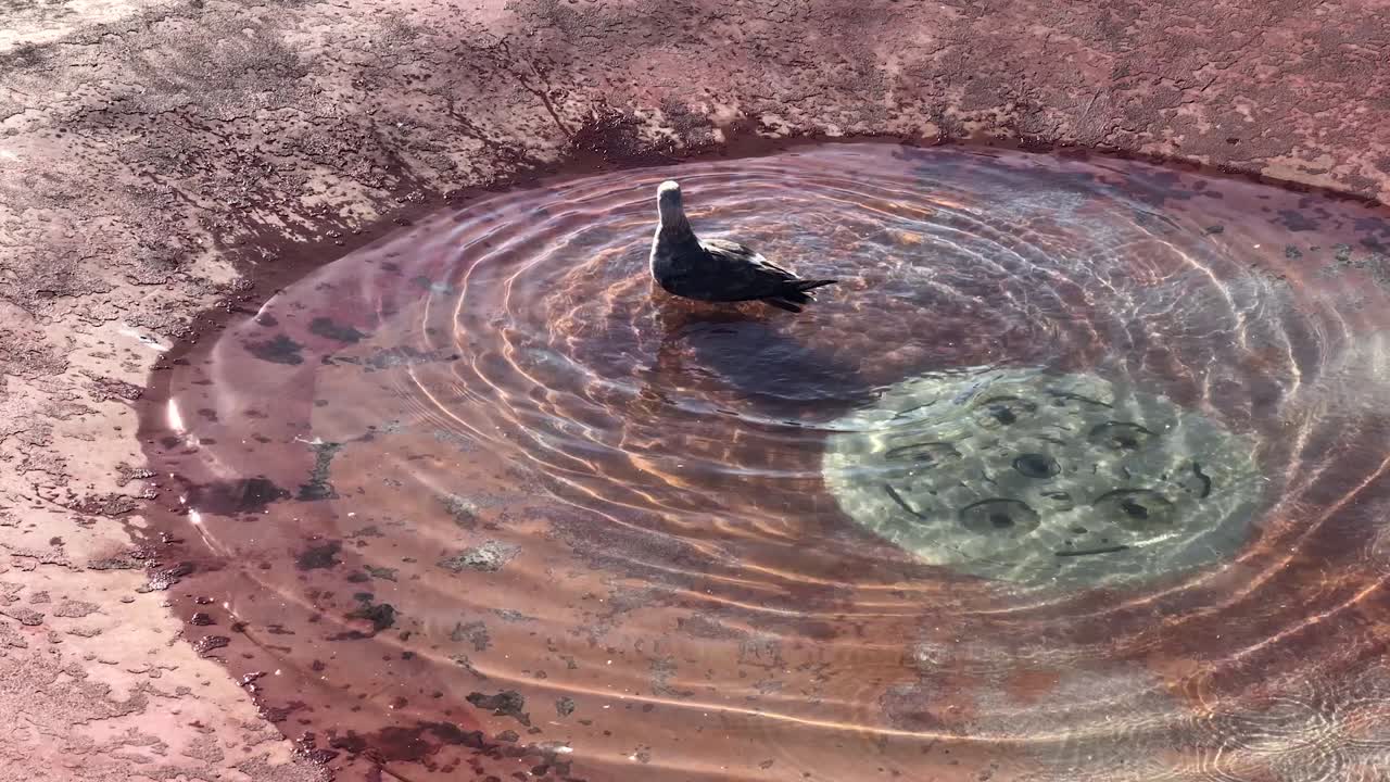 대낮에 분수 근처 바닥에서 노는 갈매기의 슬로우 모션 클립