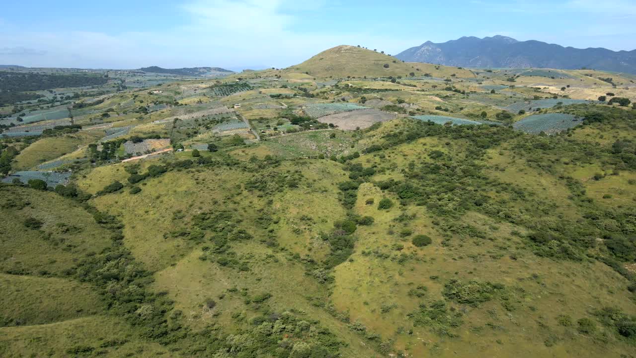 Rigogliosi campi di Agave Blu si estendono sulle colline di Tequila, Messico.