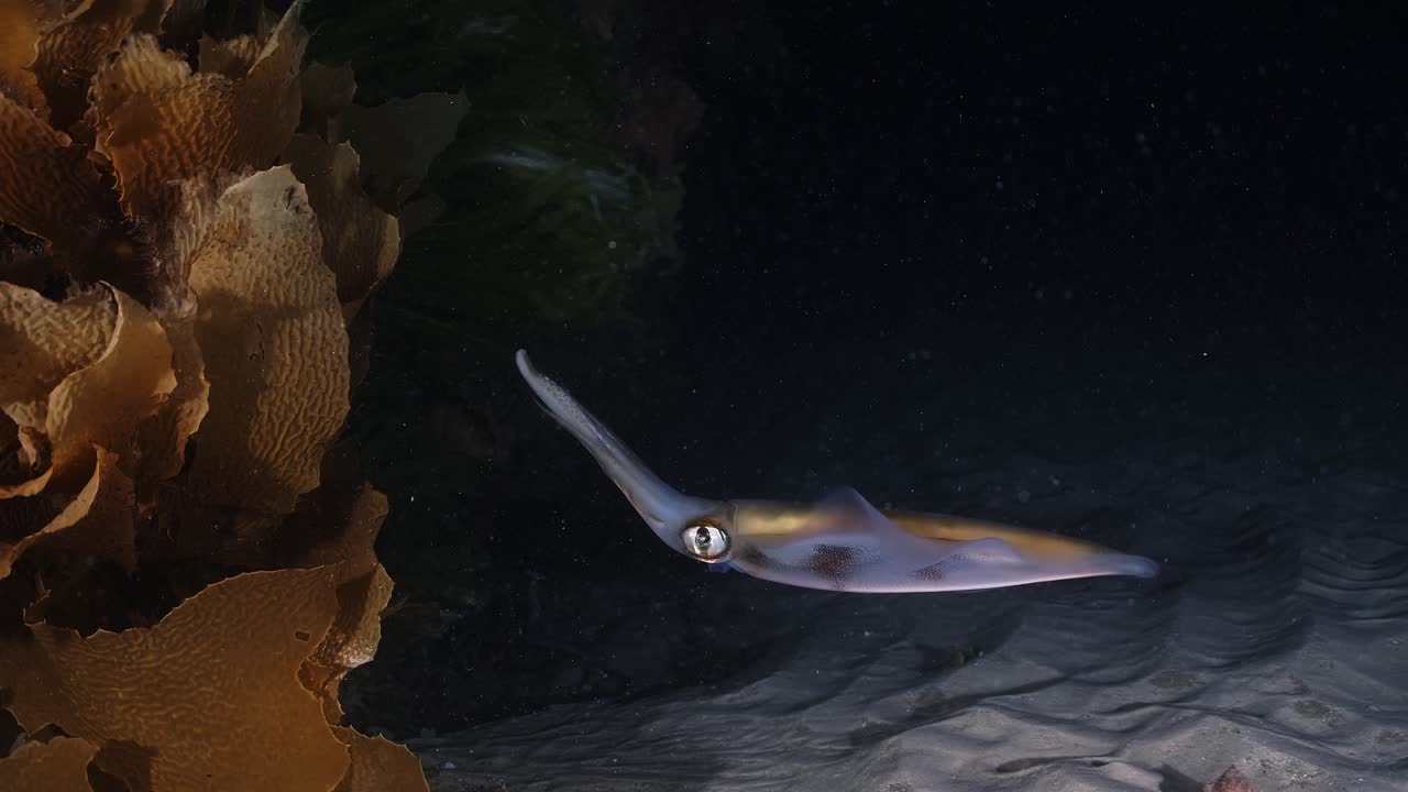 calamares del sur calamares cazando y pescando en la noche sepiotheuthis australis 4k 60fps cámara lenta