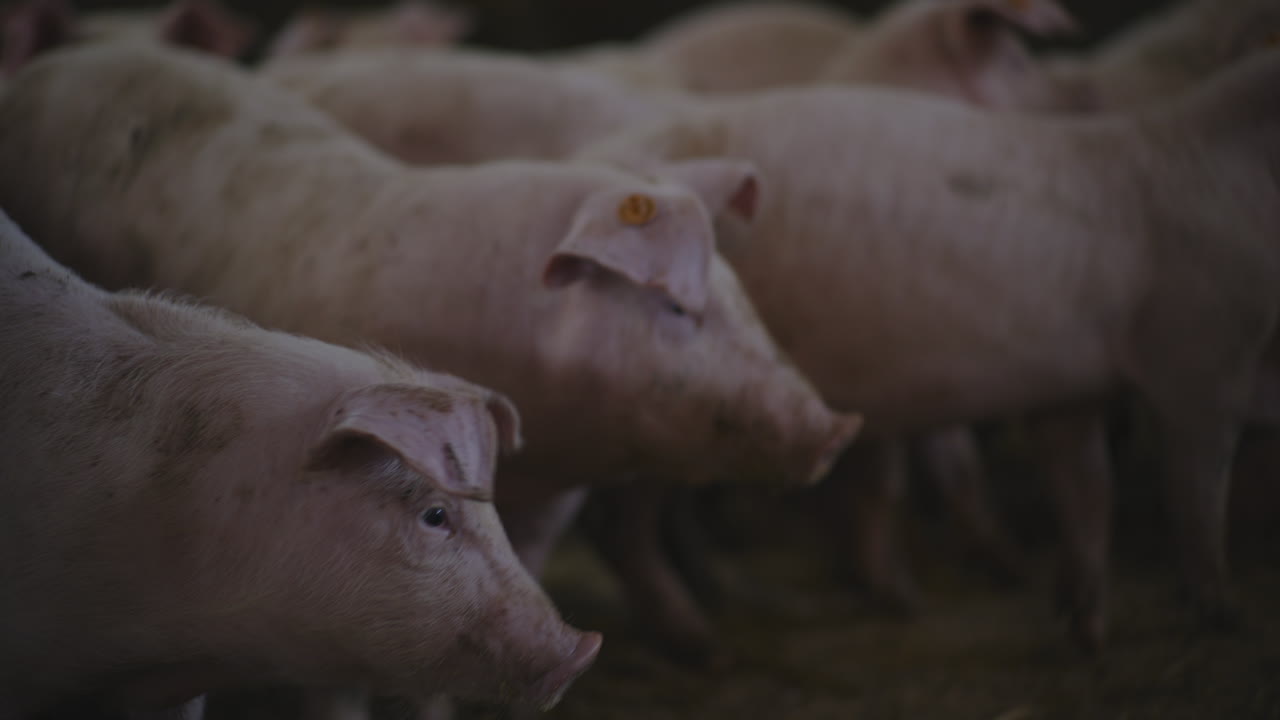 창고에 힌 돼지