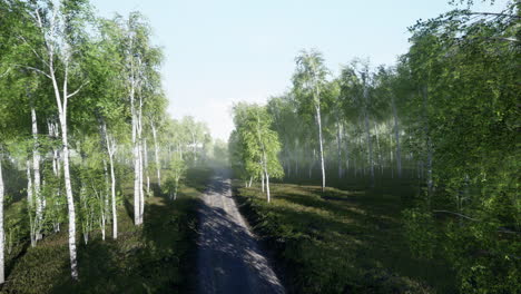 dirty-road-through-summer-forest