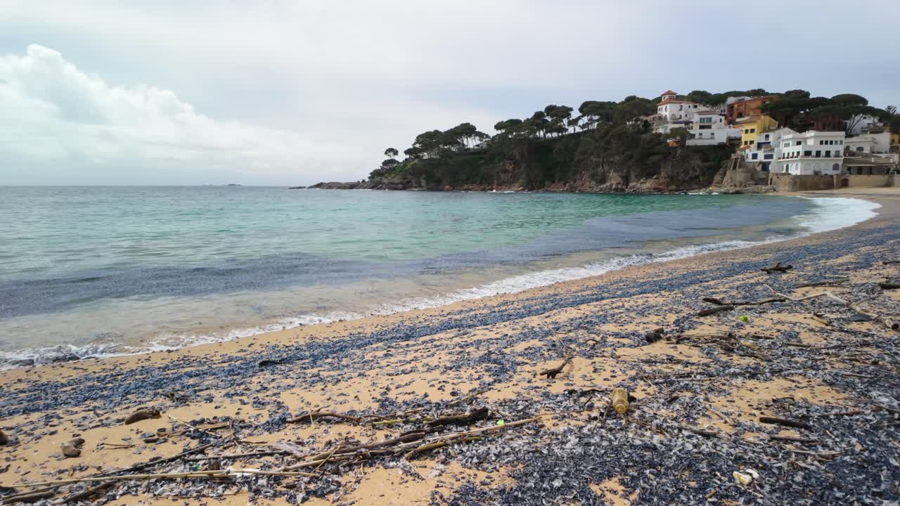 Numerous velella velella, also known as by the wind sailors, cover a sandy beach near a residential area on the spanish coast, raising concerns about climate change and its impact on marine life