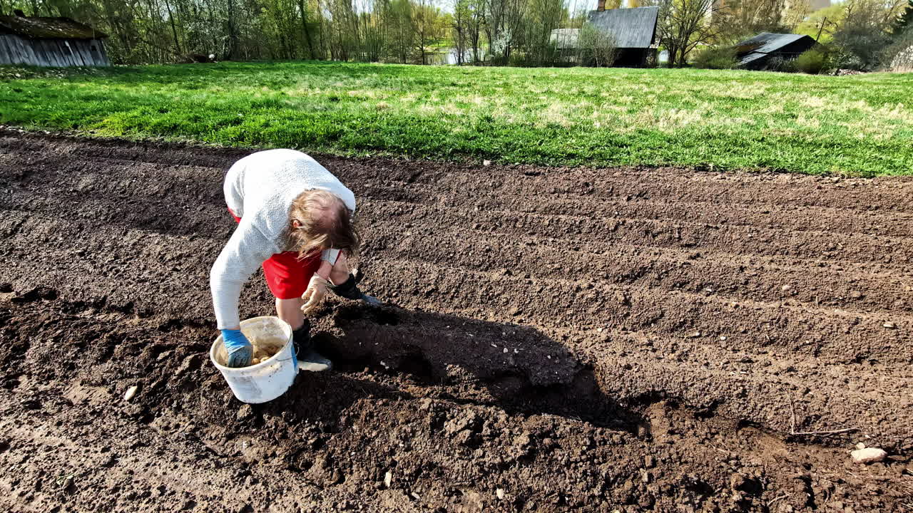 Older woman planting potatoes in garden rows by hands during spring